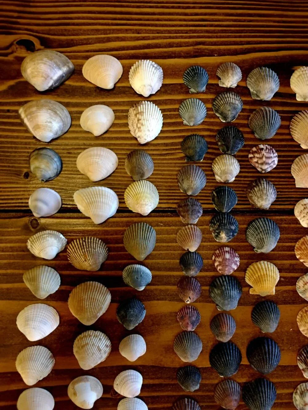 Lot of 180 Scallop & Clam Shells of Various Colors & Sizes. Beach Coastal Decor